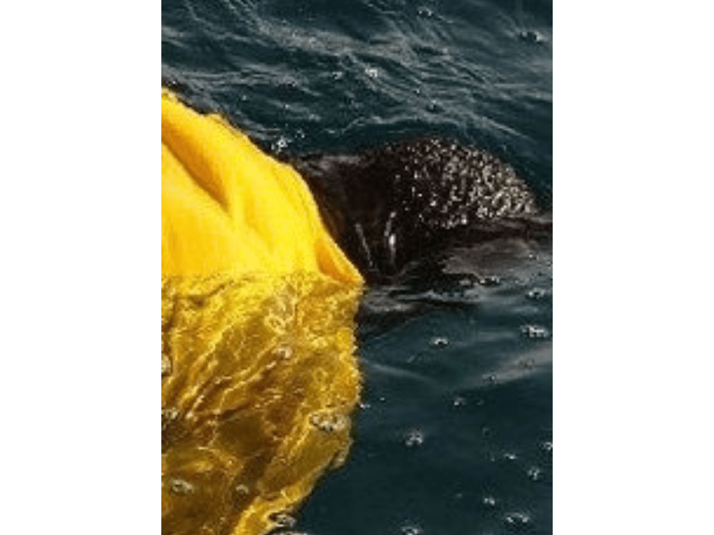 Siding with the&nbsp;sea